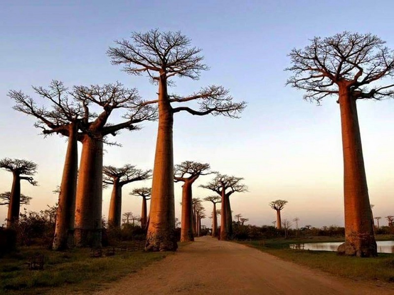 L'allée des Baobabs